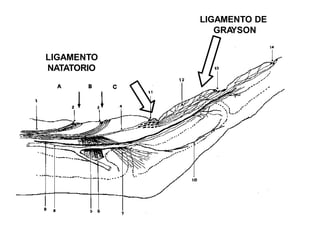 LIGAMENTO DE
GRA
YSON
LIGAMENTO
NATATORIO
 
