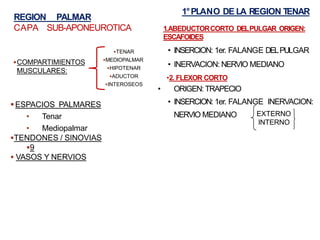 REGION PALMAR
CAPA SUB-APONEUROTICA
▪COMPARTIMIENTOS
MUSCULARES:
▪ESPACIOS PALMARES
• Tenar
• Mediopalmar
▪TENDONES / SINOVIAS
▪9
▪ VASOS Y NERVIOS
▪TENAR
▪MEDIOPALMAR
▪HIPOTENAR
▪ADUCTOR
▪INTEROSEOS
1°PLANO DE LA REGION T
ENAR
1.ABEDUCTORCORTO DELPULGAR ORIGEN:
ESCAFOIDES
• INSERCION: 1er. FALANGE DELPULGAR
• INERVACION: NERVIO MEDIANO
•2. FLEXOR CORTO
• ORIGEN: TRAPECIO
• INSERCION: 1er. FALANGE INERVACION:
NERVIO MEDIANO EXTERNO
INTERNO
 