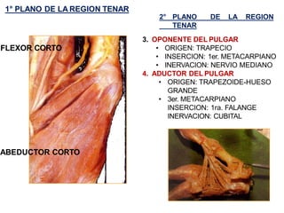 1° PLANO DE LA REGION TENAR
FLEXOR CORTO
ABEDUCTOR CORTO
3. OPONENTE DEL PULGAR
• ORIGEN: TRAPECIO
• INSERCION: 1er. METACARPIANO
• INERVACION: NERVIO MEDIANO
4. ADUCTOR DEL PULGAR
• ORIGEN: TRAPEZOIDE-HUESO
GRANDE
• 3er. METACARPIANO
INSERCION: 1ra. FALANGE
INERVACION: CUBITAL
2° PLANO DE LA REGION
TENAR
 