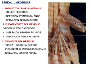 REGION HIPOTENAR
1. ABEDUCTOR DE DEDO MEÑIQUE
• ORIGEN: PISIFORME
• INSERCION: PRIMERA FALANGE
INERVACION: NERVIO CUBITAL
2. FLEXOR CORTO DEL MEÑIQUE
ORIGEN: HUESO GANCHOSO
• INSERCION: PRIMERA FALANGE
• INERVACION: NERVIO CUBITAL
3. OPONENTE DEL MEÑIQUE
•ORIGEN: HUESO GANCHOSO
• INSERCION: QUINTO METACARPIANO
•INERVACION: NERVIO CUBITAL
 