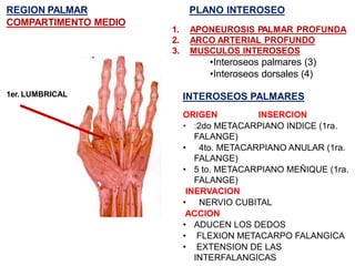 REGION PALMAR
COMPARTIMENTO MEDIO
1er. LUMBRICAL
1. APONEUROSIS PALMAR PROFUNDA
2. ARCO ARTERIAL PROFUNDO
3. MUSCULOS INTEROSEOS
•Interoseos palmares (3)
•Interoseos dorsales (4)
PLANO INTEROSEO
ORIGEN INSERCION
• :2do METACARPIANO INDICE (1ra.
FALANGE)
• 4to. METACARPIANO ANULAR (1ra.
FALANGE)
• 5 to. METACARPIANO MEÑIQUE (1ra.
FALANGE)
INERVACION
• NERVIO CUBITAL
ACCION
• ADUCEN LOS DEDOS
• FLEXION METACARPO FALANGICA
• EXTENSION DE LAS
INTERFALANGICAS
INTEROSEOS PALMARES
 