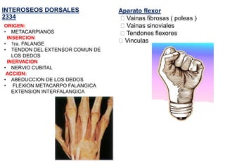 INTEROSEOS DORSALES
2334
ORIGEN:
• METACARPIANOS
INSERCION
• 1ra. FALANGE
• TENDON DEL EXTENSOR COMUN DE
LOS DEDOS
INERVACION
• NERVIO CUBITAL
ACCION:
• ABEDUCCION DE LOS DEDOS
• FLEXION METACARPO FALANGICA
EXTENSION INTERFALANGICA
Aparato flexor
Vainas fibrosas ( poleas )
Vainas sinoviales
Tendones flexores
Vinculas
 