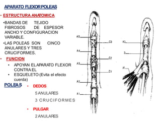 APARATO FLEXORPOLEAS
• ESTRUCTURA ANA
TOMICA
•BANDAS DE TEJIDO
FIBROSOS DE ESPESOR
ANCHO Y CONFIGURACION
VARIABLE.
•LAS POLEAS SON CINCO
ANULARES Y TRES
CRUCIFORMES.
• FUNCION
• APOY
AN ELAPARATO FLEXOR
CONTRA EL
• ESQUELETO (Evita el efecto
cuerda)
POLEAS • DEDOS
5 ANULARES
3 CRUCIFORMES
• PULGAR
2 ANULARES
 