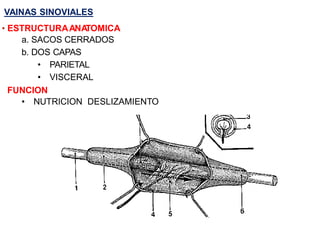 • ESTRUCTURAANA
TOMICA
a. SACOS CERRADOS
b. DOS CAPAS
• PARIETAL
• VISCERAL
FUNCION
• NUTRICION DESLIZAMIENTO
VAINAS SINOVIALES
 