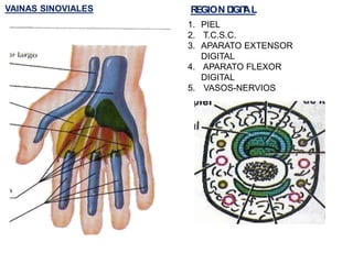 VAINAS SINOVIALES REGION D
IGIT
AL
1. PIEL
2. T.C.S.C.
3. APARATO EXTENSOR
DIGITAL
4. APARATO FLEXOR
DIGITAL
5. VASOS-NERVIOS
 