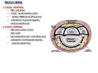 R
EGION DIGIT
AL
1.CARA VENTRAL
• PIELGRUESA
• TCSC: ALMOHADILLADO
• VAINA FIBROSAS (POLEAS).
• APARATO FLEXORDIGIT
AL
VASOS-NERVIOS
2.CARA DORSAL
• PIELDELGADA TCSC.
ESCASO
• LIGAMENTOS DE CONTENCION
APARATO EXTENSOR DIGIT
AL
• VASOS-NERVIOS
 