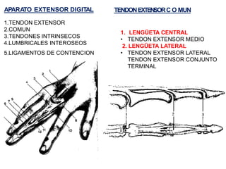 APARA
TO EXTENSOR DIGITAL
1.TENDON EXTENSOR
2.COMUN
3.TENDONES INTRINSECOS
4.LUMBRICALES INTEROSEOS
5.LIGAMENTOS DE CONTENCION
TENDONEXTENSORC O MUN
1. LENGÜETA CENTRAL
• TENDON EXTENSOR MEDIO
2. LENGÜETA LATERAL
• TENDON EXTENSOR LATERAL
TENDON EXTENSOR CONJUNTO
TERMINAL
 