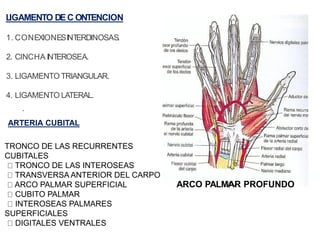 L
IGAMENTO DEC ONTENCION
1. CONEXIONESINT
ERDINOSAS.
2. CINCHA INT
EROSEA.
3. LIGAMENTO TRIANGULAR.
4. LIGAMENTO LATERAL.
.
TRONCO DE LAS RECURRENTES
CUBITALES
TRONCO DE LAS INTEROSEAS
TRANSVERSA ANTERIOR DEL CARPO
ARCO PALMAR SUPERFICIAL
CUBITO PALMAR
INTEROSEAS PALMARES
SUPERFICIALES
DIGITALES VENTRALES
ARTERIA CUBITAL
ARCO PALMAR PROFUNDO
 