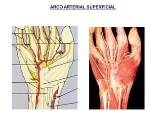 ARCO ARTERIAL SUPERFICIAL
 