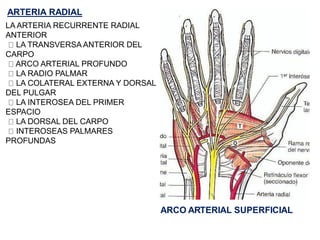 ARCO ARTERIAL SUPERFICIAL
LA ARTERIA RECURRENTE RADIAL
ANTERIOR
LA TRANSVERSA ANTERIOR DEL
CARPO
ARCO ARTERIAL PROFUNDO
LA RADIO PALMAR
LA COLATERAL EXTERNA Y DORSAL
DEL PULGAR
LA INTEROSEA DEL PRIMER
ESPACIO
LA DORSAL DEL CARPO
INTEROSEAS PALMARES
PROFUNDAS
ARTERIA RADIAL
 