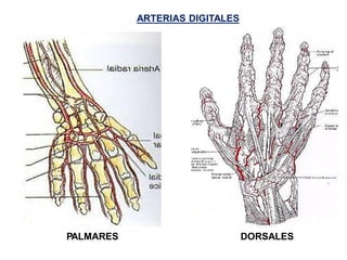 PALMARES DORSALES
ARTERIAS DIGITALES
 