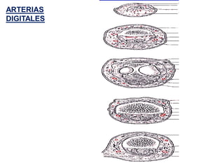 ARTERIAS
DIGITALES
 