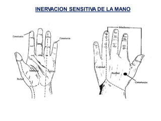 INERV
ACION SENSITIVA DE LA MANO
 