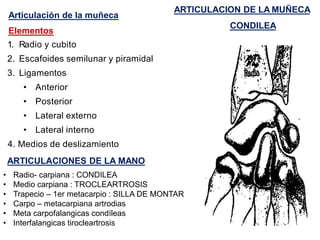 Articulación de la muñeca
Elementos
1. Radio y cubito
2. Escafoides semilunar y piramidal
3. Ligamentos
• Anterior
• Posterior
• Lateral externo
• Lateral interno
4. Medios de deslizamiento
ARTICULACIONES DE LA MANO
• Radio- carpiana : CONDILEA
• Medio carpiana : TROCLEARTROSIS
• Trapecio – 1er metacarpio : SILLA DE MONTAR
• Carpo – metacarpiana artrodias
• Meta carpofalangicas condíleas
• Interfalangicas tirocleartrosis
ARTICULACION DE LA MUÑECA
CONDILEA
 