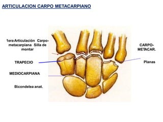 ARTICULACION CARPO METACARPIANO
MEDIOCARPIANA
TRAPECIO
CARPO-
METACAR.
Bicondelea anat.
1era Articulación Carpo-
metacarpiana Silla de
montar
Planas
 