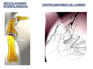 ARTICULACIONES
INTERFALANGICAS
CENTRO ANATOMICO DE LA MANO
 