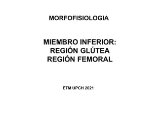 MIEMBRO INFERIOR:
REGIÓN GLÚTEA
REGIÓN FEMORAL
MORFOFISIOLOGIA
ETM UPCH 2021
 