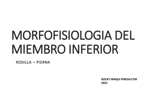MORFOFISIOLOGIA DEL
MIEMBRO INFERIOR
RODILLA – PIERNA
ROCKY YANQUI PINEDA ETM
2021
 