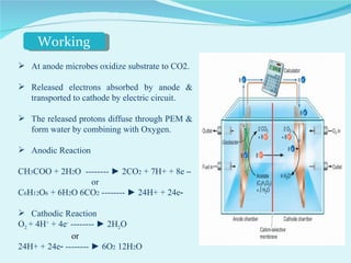 At anode microbes oxidize substrate to CO2.  Released electrons absorbed by anode & transported to cathode by electric circuit. The released protons diffuse through PEM & form water by combining with Oxygen. Anodic Reaction CH 3 COO + 2H 2 O  --------  ► 2CO 2  + 7H+ + 8e  – or C 6 H 12 O 6  + 6H 2 O 6CO 2  --------  ►  24H+ + 24e‐ Cathodic Reaction O 2  + 4H +  + 4e -   --------  ► 2H 2 O or 24H+ + 24e‐  --------  ► 6O 2  12H 2 O Working 
