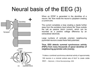 Neural basis of the EEG (3)
When an EPSP is generated in the dendrites of a
neuron, Na+ flow inside the neuron’s cytoplasm creating
a current sink.
The current completes a loop creating a dipole further
away from the excitatory input (where Na+ flows outside
the cell as passive return current), which can be
recorded as a positive voltage difference by an
extracellular electrode.
Large numbers of vertically oriented, neighbouring
pyramidal neurons create these field potentials.
Thus, EEG detects summed synchronous activity
(PSPs) from many thousands of apical dendrites of
neighbouring pyramidal cells (mainly).
+
-
Synapse
Dendrites
“It takes a combined synchronous electrical activity of approximately
108 neurons in a minimal cortical area of 6cm2 to create visible
EEG”… Olejniczak, J. Clinical Neurophysiology, 2006.
 