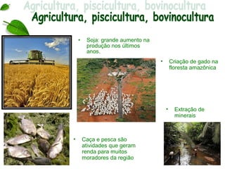 •    Soja: grande aumento na
         produção nos últimos
         anos.
                                   •       Criação de gado na
                                           floresta amazônica




                                       •    Extração de
                                            minerais



•       Caça e pesca são
        atividades que geram
        renda para muitos
        moradores da região
 