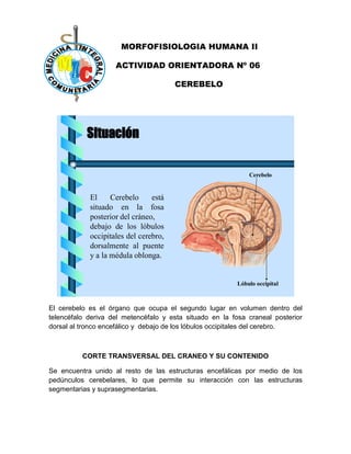 MORFOFISIOLOGIA HUMANA II
ACTIVIDAD ORIENTADORA Nº 06
CEREBELO
Situación
El Cerebelo está
situado en la fosa
posterior del cráneo,
debajo de los lóbulos
occipitales del cerebro,
dorsalmente al puente
y a la médula oblonga.
Cerebelo
Lóbulo occipital
El cerebelo es el órgano que ocupa el segundo lugar en volumen dentro del
telencéfalo deriva del metencéfalo y esta situado en la fosa craneal posterior
dorsal al tronco encefálico y debajo de los lóbulos occipitales del cerebro.
CORTE TRANSVERSAL DEL CRANEO Y SU CONTENIDO
Se encuentra unido al resto de las estructuras encefálicas por medio de los
pedúnculos cerebelares, lo que permite su interacción con las estructuras
segmentarias y suprasegmentarias.
 