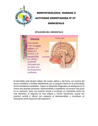 MORFOFISIOLOGIA HUMANA II
ACTIVIDAD ORIENTADORA Nº 07
DIENCEFALO
SITUACION DEL DIENCEFALO
Está situado
entre el cuerpo
calloso y el
fórnix por
encima, y el
mesencéfalo
por debajo,
quedando
fusionado por
los lados con
los hemisferios
cerebrales.
Situación Cuerpo calloso
fórnix
mesencéfalo
El diencefalo está situado debajo del cuerpo calloso y del fornix, por encima del
tronco encefálico y limitado lateralmente por la capsula interna en la profundidad
de los hemisferios cerebrales. Según su desarrollo filogenético se distinguen en el
mismo dos grandes porciones: talamoencéfalo e hipotálamo; el primero mas joven
en su evolución, tiene una posición dorsal y constituye un importante centro de
vías aferentes; el segundo es mas antiguo y menos voluminoso, ocupa una
posición ventral e inferior con respecto al talamoencéfalo y constituye un
importante centro autónomo del organismo.
 