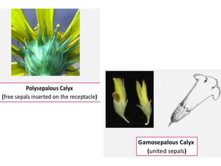 morphology of flowering plants- Flower | PPTX