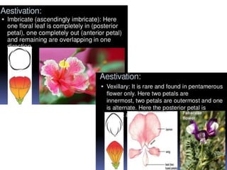 morphology of flowering plants- Flower | PPTX