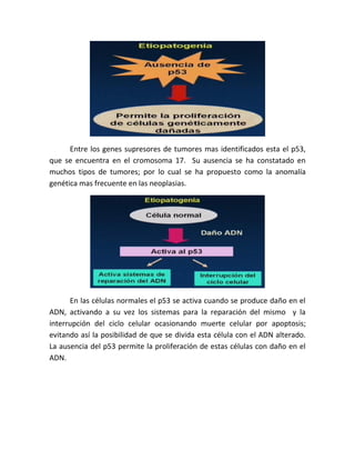 Entre los genes supresores de tumores mas identificados esta el p53,
que se encuentra en el cromosoma 17. Su ausencia se ha constatado en
muchos tipos de tumores; por lo cual se ha propuesto como la anomalía
genética mas frecuente en las neoplasias.
En las células normales el p53 se activa cuando se produce daño en el
ADN, activando a su vez los sistemas para la reparación del mismo y la
interrupción del ciclo celular ocasionando muerte celular por apoptosis;
evitando así la posibilidad de que se divida esta célula con el ADN alterado.
La ausencia del p53 permite la proliferación de estas células con daño en el
ADN.
 