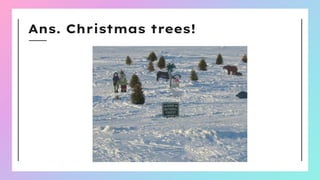 Ans. Christmas trees!
 