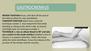 GASTROCNEMIUS
PATIENT POSITION-Prone, with feet off the end of
the table to allow for easy dorsiflexion.
THERAPIST POSITION-Work from a stool for
technique number 1. Face toward the feet while
standing or sitting at the client’s side, at around
mid-thigh level, for technique number 2.
TECHNIQUE-1. Use an elbow flexed to 90° and take
up a contact in the tendo Achilles.Establish a line of
tension in a superior direction. Tether the tissue
while the client dorsiflexes. Focus the release at the
junction of the tendon and the muscles .
 