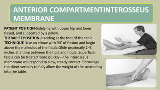 ANTERIOR COMPARTMENTINTEROSSEUS
MEMBRANE
PATIENT POSITION-Sidelying with upper hip and knee
flexed, and supported by a pillow.
THERAPIST POSITION-Standing at the foot of the table.
TECHNIQUE -Use an elbow with 90° of flexion and begin
above the malleolus of the fibula.Glide proximally 2–3
inches at a time between the tibia and fibula. Superficial
fascia can be treated more quickly – the interosseus
membrane will respond to slow, steady contact. Encourage
the client verbally to fully allow the weight of the treated leg
into the table.
 