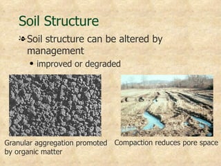 Soil Structure
   l Soil structure can be altered by
     management
      q   improved or degraded




Granular aggregation promoted Compaction reduces pore space
by organic matter
 