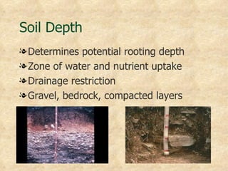Soil Depth
l Determines potential rooting depth
l Zone of water and nutrient uptake
l Drainage restriction
l Gravel, bedrock, compacted layers
 