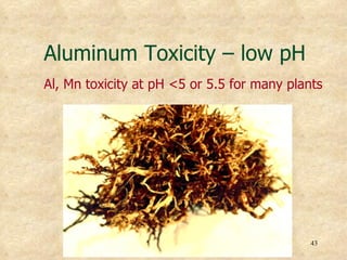 Aluminum Toxicity – low pH
Al, Mn toxicity at pH <5 or 5.5 for many plants




                                             43
 