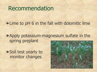 Recommendation

l Lime to pH 6 in the fall with dolomitic lime

l Apply potassium-magnesium sulfate in the
  spring preplant

l Soil test yearly to
  monitor changes
 