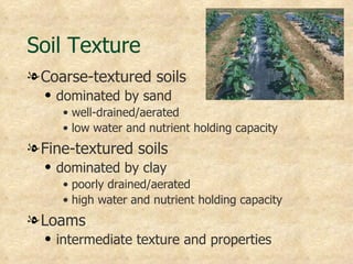 Soil Texture
l Coarse-textured soils
  q   dominated by sand
       • well-drained/aerated
       • low water and nutrient holding capacity
l Fine-textured soils
  q   dominated by clay
       • poorly drained/aerated
       • high water and nutrient holding capacity
l Loams
  q   intermediate texture and properties
 