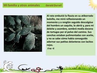 Al rato embutió la flauta en su atiborrado
bolsillo, me miró reflexionando un
momento y a renglón seguido descolgóse
del hombro un saquito, lo abrió y, para mi
deleite y asombro, sembró media docena
de tortugas por el polvo del camino. Sus
conchas estaban pulimentadas con aceite,
y no se sabe cómo había conseguido
adornar sus patitas delanteras con lacitos
rojos.
(Cap. 4)
 