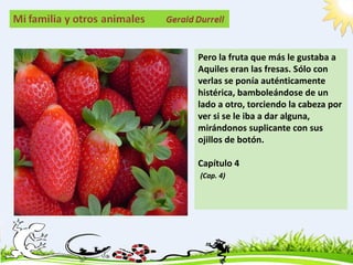 Pero la fruta que más le gustaba a
Aquiles eran las fresas. Sólo con
verlas se ponía auténticamente
histérica, bamboleándose de un
lado a otro, torciendo la cabeza por
ver si se le iba a dar alguna,
mirándonos suplicante con sus
ojillos de botón.

Capítulo 4
(Cap. 4)
 