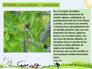 Por el arrayán circulaban
cimbreándose levemente las
mantis: ligeras, cuidadosas, la
quintaesencia del mal. Eran flacas
y verdes, con rostros sin mentón
y monstruosos ojos globulares de
un dorado grisáceo, ojos con una
expresión de intensa, agresiva
locura. Los torcidos brazos, con
sus orlas de dientes afilados, se
elevaban hacia el mundo de los
insectos en falso ademán de
súplica tan humilde, tan
fervorosa, con un leve temblor si
una mariposa volaba demasiado
cerca.
(Cap. 10)
 