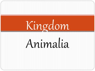 Kingdom
Animalia
 