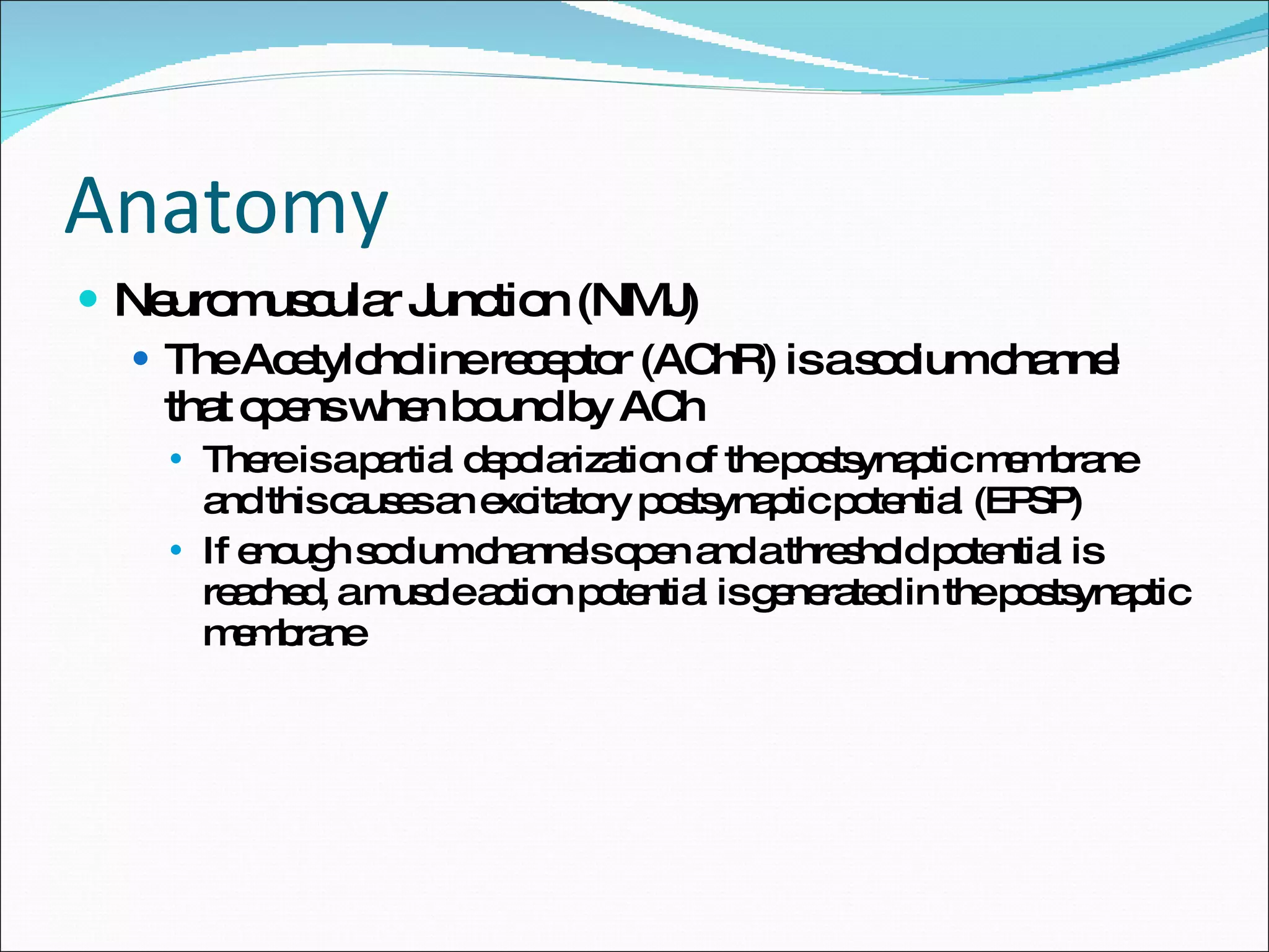 Anatomy Neuromuscular Junction (NMJ) The Acetylcholine receptor (AChR) is a sodium channel that opens when bound by ACh There is a partial depolarization of the postsynaptic membrane and this causes an excitatory postsynaptic potential (EPSP) If enough sodium channels open and a threshold potential is reached, a muscle action potential is generated in the postsynaptic membrane 