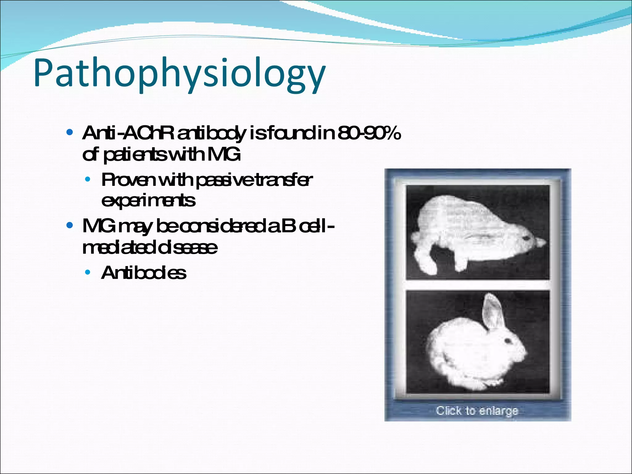Pathophysiology Anti-AChR antibody is found in 80-90% of patients with MG Proven with passive transfer experiments MG may be considered a B cell-mediated disease Antibodies 