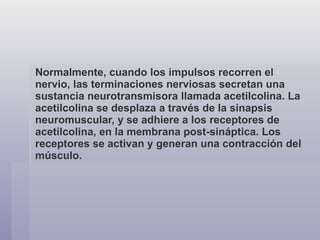 Normalmente, cuando los impulsos recorren el nervio, las terminaciones nerviosas secretan una sustancia neurotransmisora llamada acetilcolina. La acetilcolina se desplaza a través de la sinapsis neuromuscular, y se adhiere a los receptores de acetilcolina, en la membrana post-sináptica. Los receptores se activan y generan una contracción del músculo. 