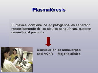 El plasma, contiene los ac patógenos, es separado mecánicamente de las células sanguíneas, que son devueltas al paciente.  Plasmaféresis Disminución de anticuerpos anti-AChR  ->  Mejoría clínica 