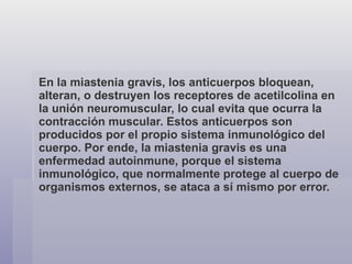 En la miastenia gravis, los anticuerpos bloquean, alteran, o destruyen los receptores de acetilcolina en la unión neuromuscular, lo cual evita que ocurra la contracción muscular. Estos anticuerpos son producidos por el propio sistema inmunológico del cuerpo. Por ende, la miastenia gravis es una enfermedad autoinmune, porque el sistema inmunológico, que normalmente protege al cuerpo de organismos externos, se ataca a sí mismo por error.   