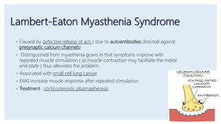 Lambert Muscle Myasthenia Gravis | PPTX