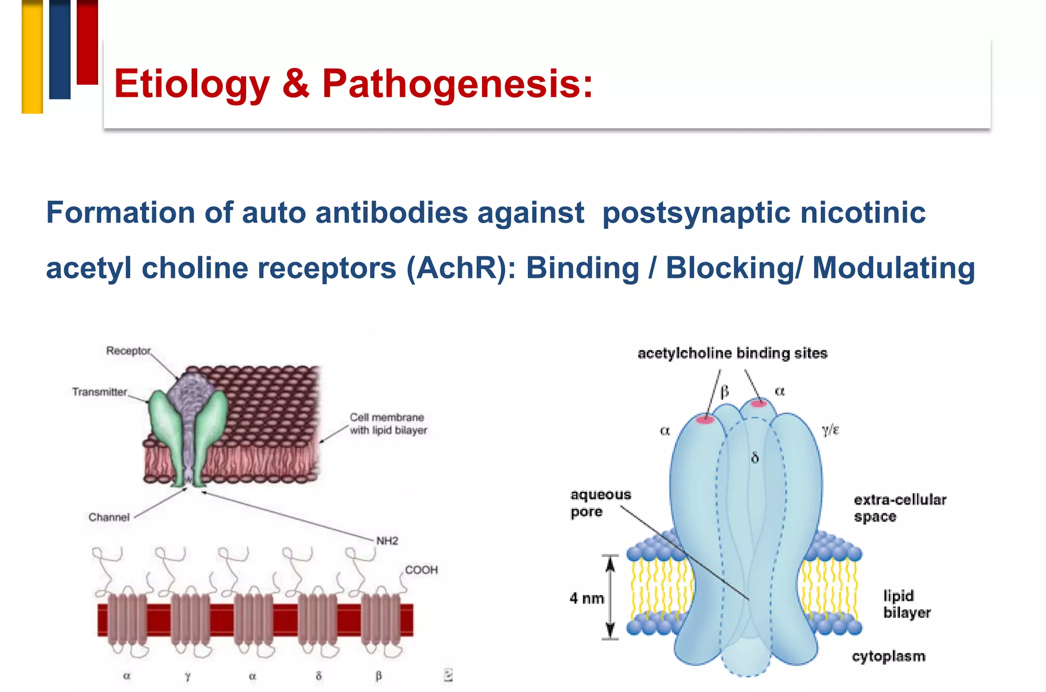 Formation of auto antibodies against postsynaptic nicotinic
acetyl choline receptors (AchR): Binding / Blocking/ Modulating
Etiology & Pathogenesis:
 