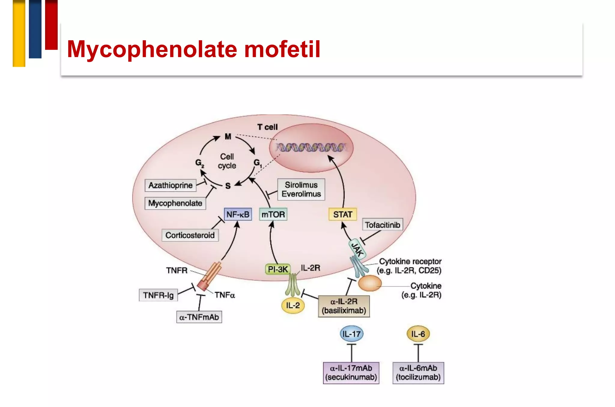 Mycophenolate mofetil
 